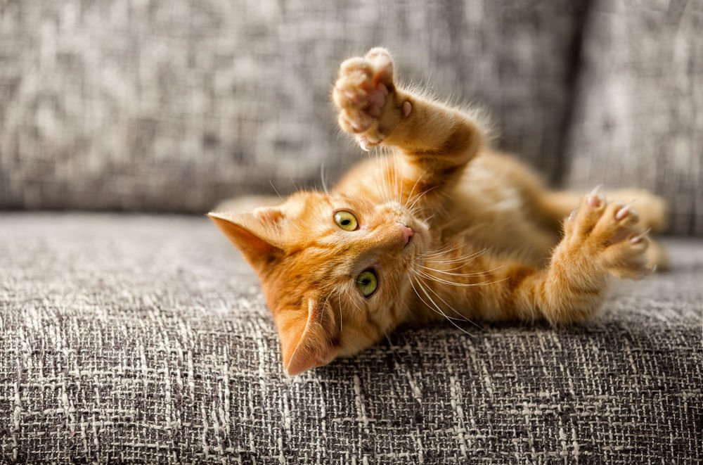 Los enigmáticos gatos naranjas son estudiados por la ciencia.