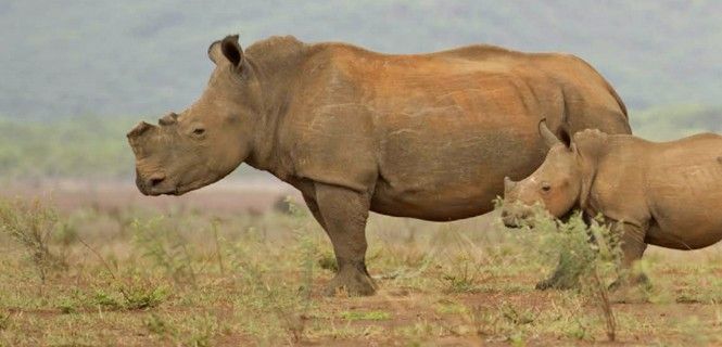 Es la única forma de proteger estos animales de los cazadores.