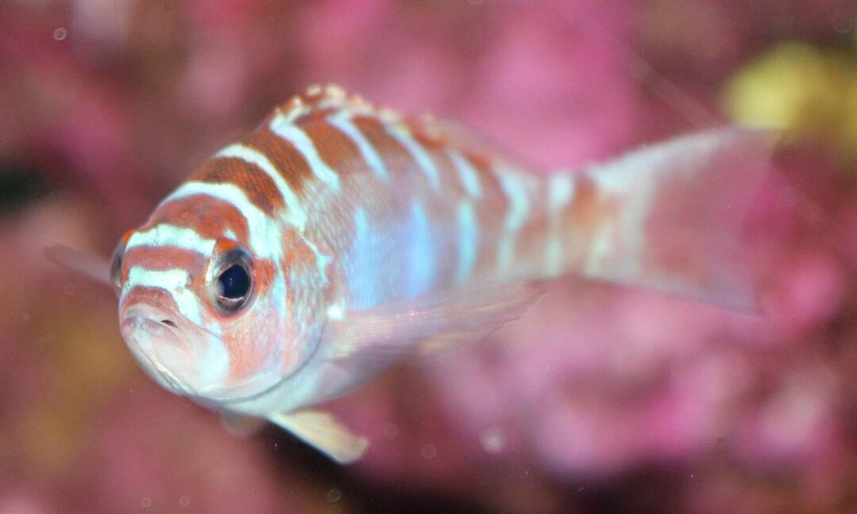 Otros peces también cambian de sexo.