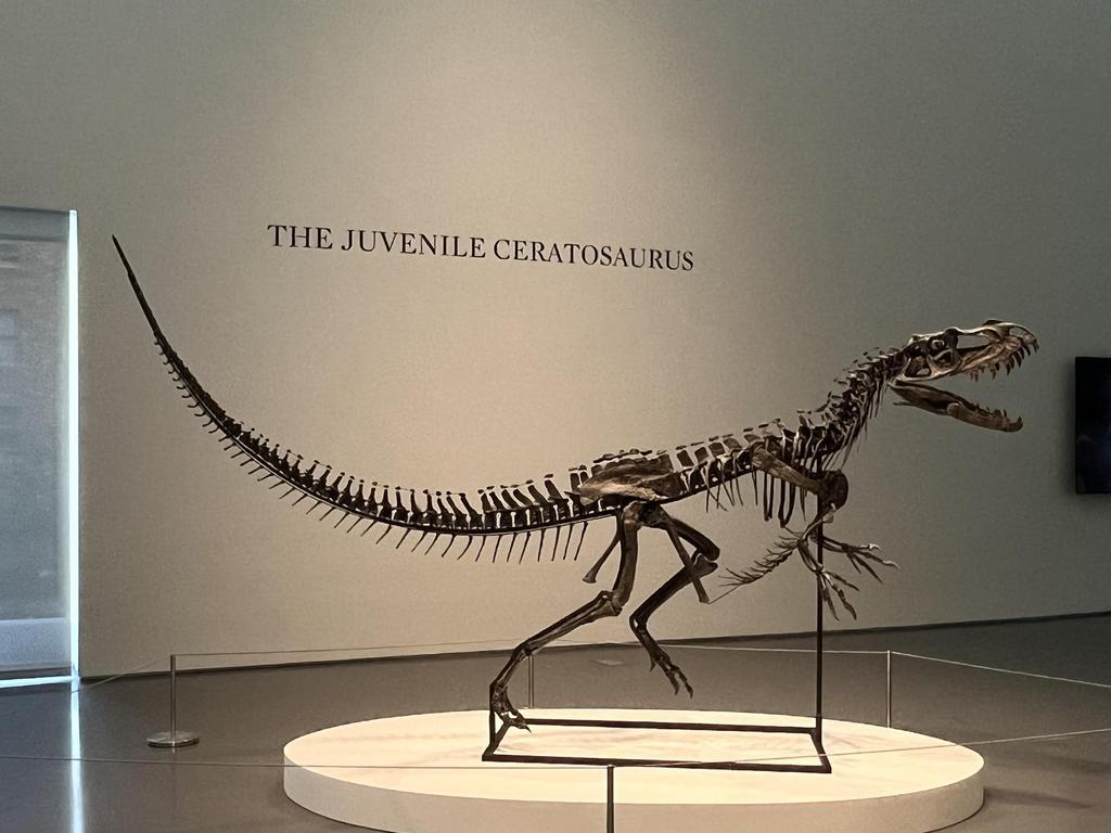 El ganador de la subasta de un fósil de dinosaurio se llevó este ejemplar.