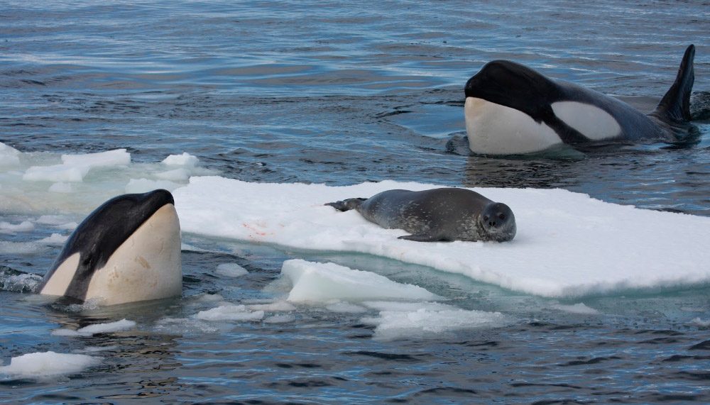 A veces, a las orcas les sobra comida.