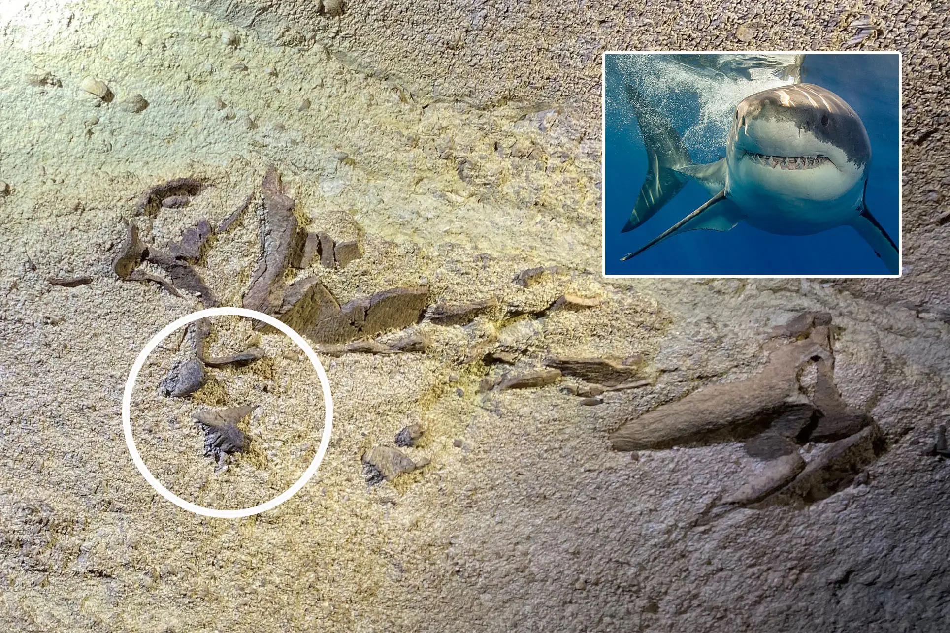 Apareció en una cueva de Kentucky.