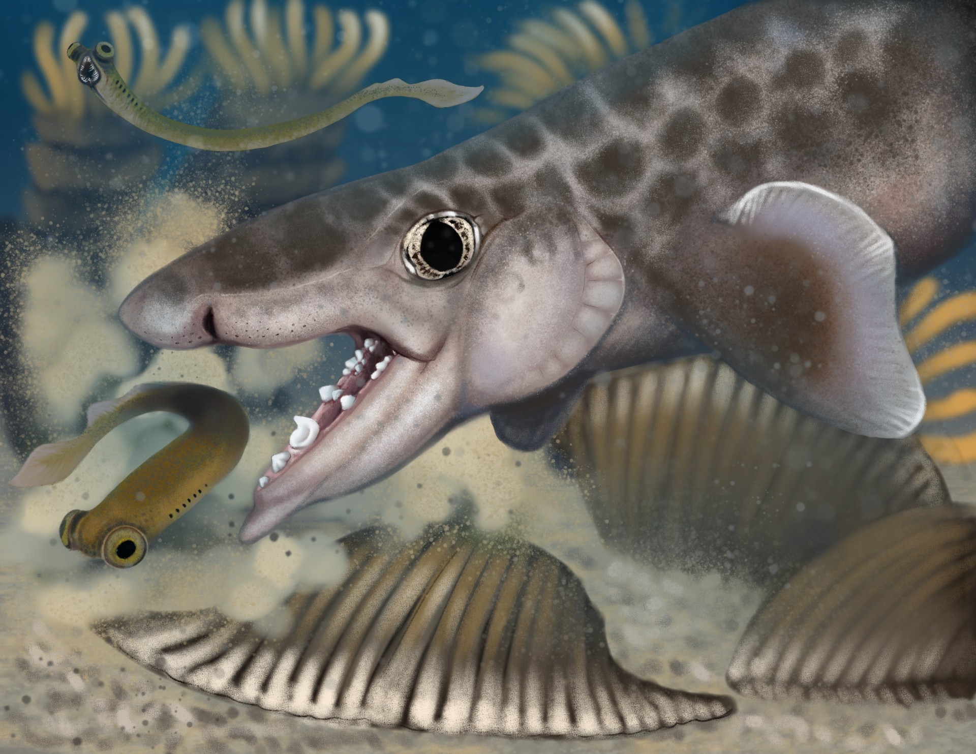 Apareció un fósil de la increíble nueva especie de tiburón.