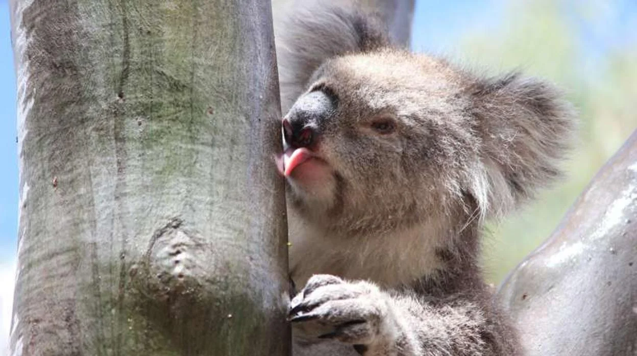 El aumento de muertes de koalas es preocupante.