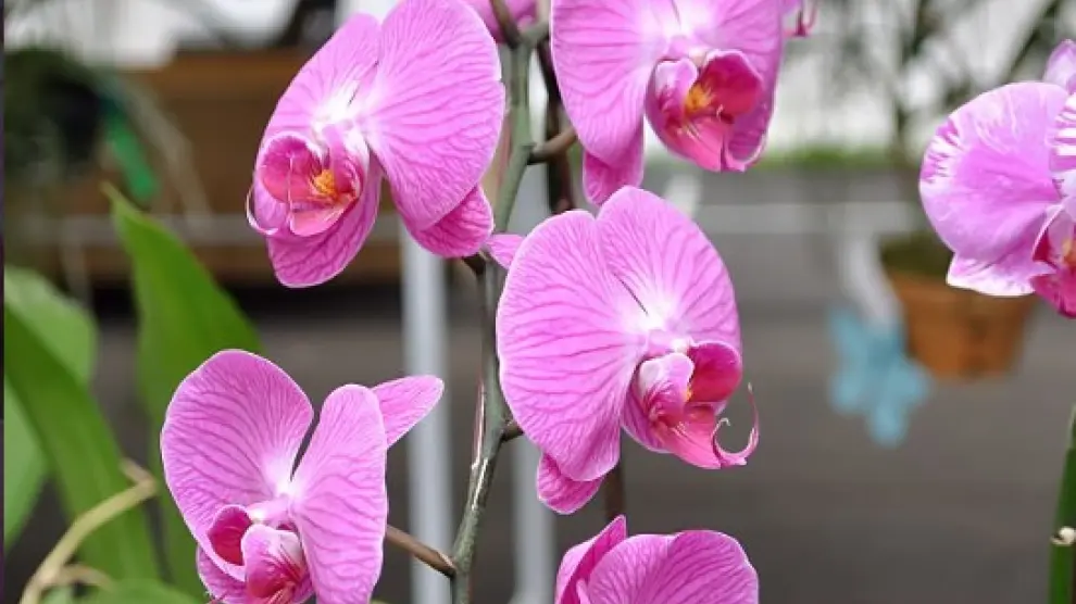 Esta es la orquídea dada por extinta que volvió luego de 100 años.
