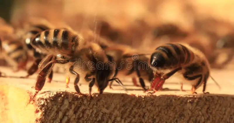 Las abejas abanican la miel para quitarle el agua.
