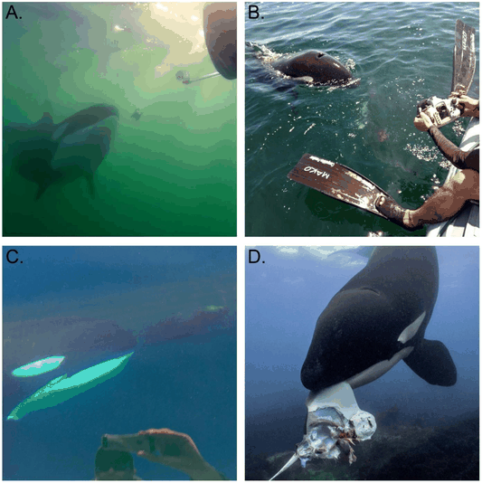 Las orcas comparten comida con humanos.