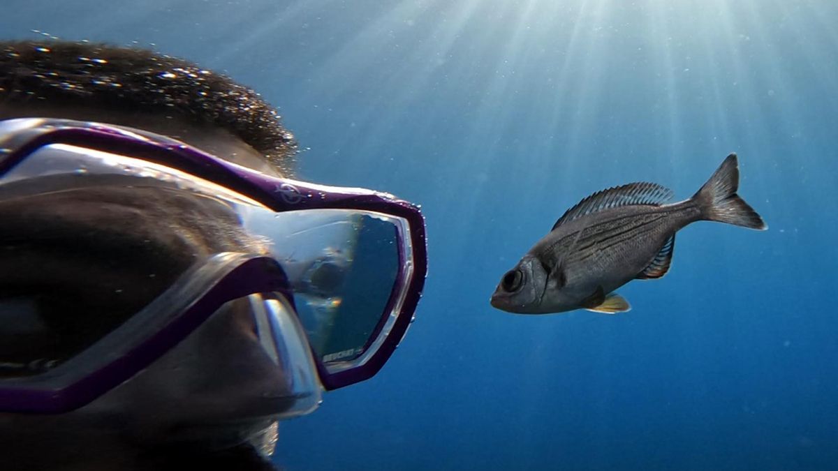 Los peces reconocen a los buceadores