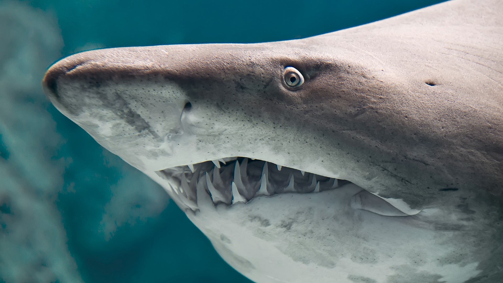 Los tiburones se quedarían sin dientes por el cambio climático.