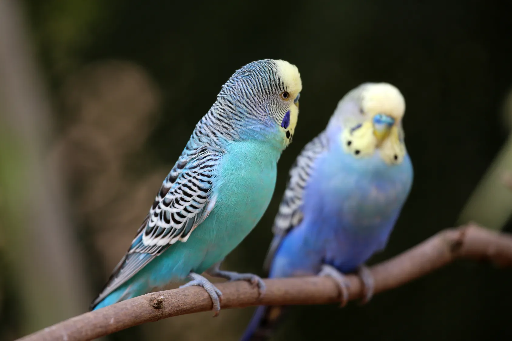 El cambio de sexo de aves australianas no estaba documentado.