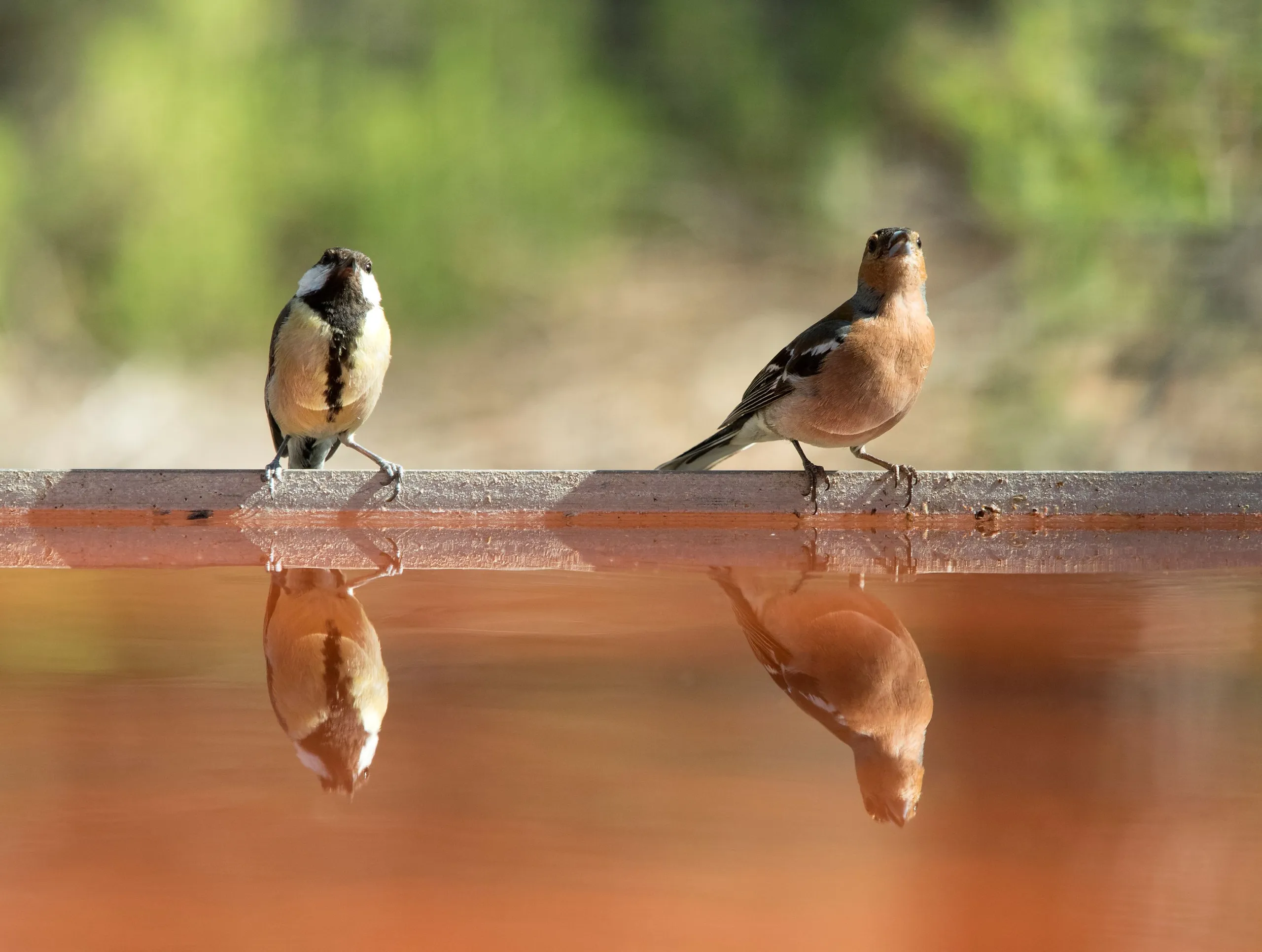 El divorcio en las aves también existe.