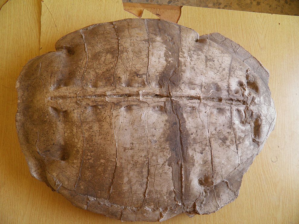 El fósil de la nueva especie de tortuga apareció en Siria.