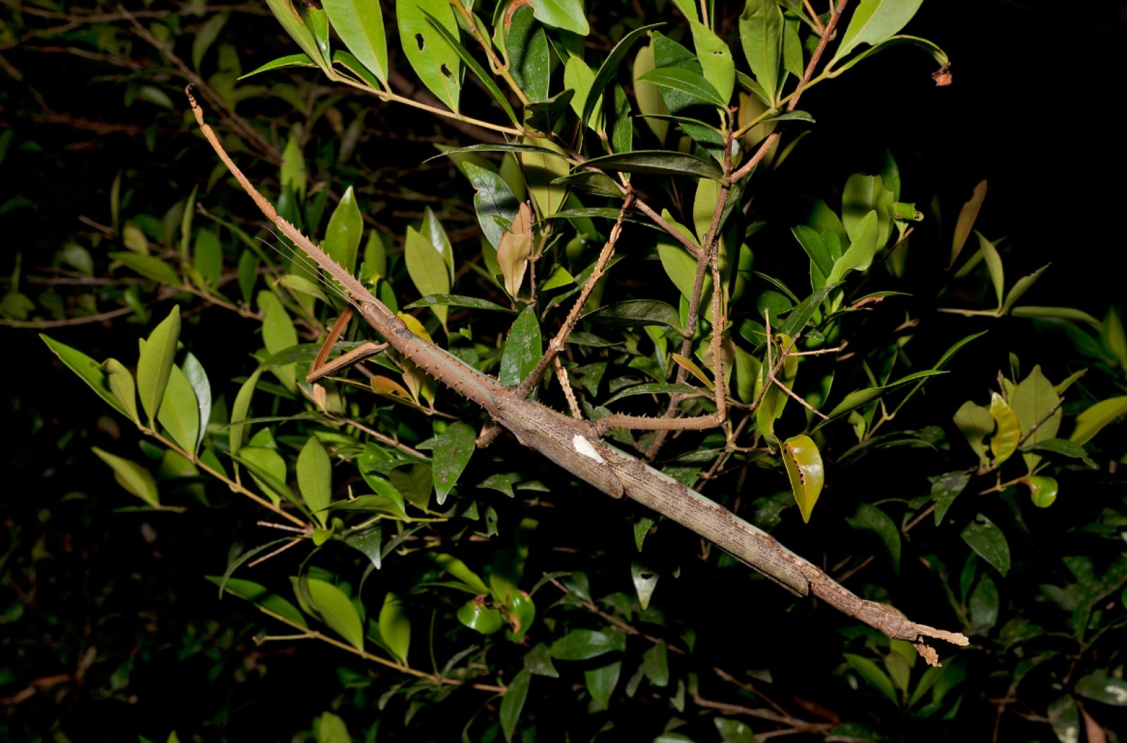 El nuevo insecto palo gigante se camufla en el follaje.