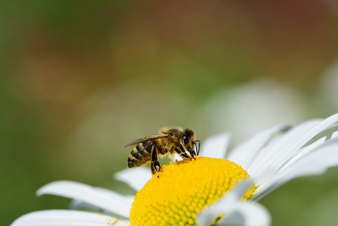 El superalimento que salvaría abejas ya está aquí.