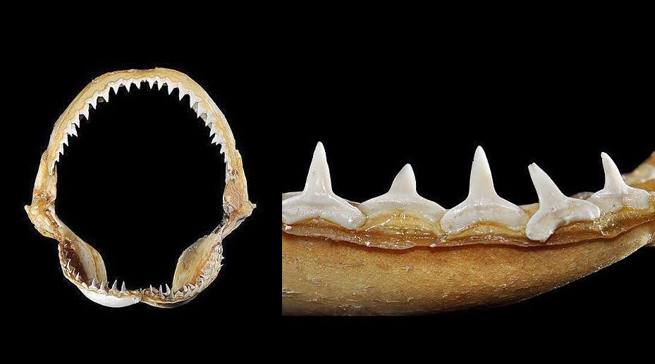 La acidifación de las aguas afecta su dentadura.