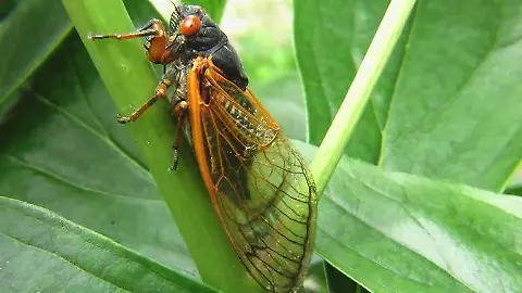 Las cigarras cantan con el sol.