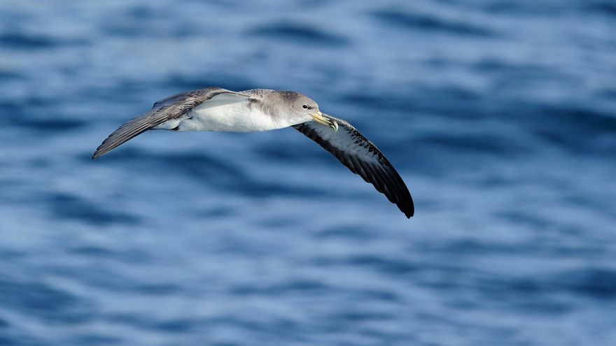 Las pardelas son las aves marinas que solo defecan volando.