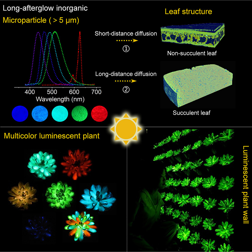 Las plantas que brillarán en la oscuridad son un proyecto chino.