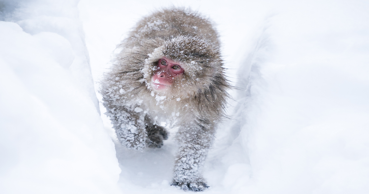 Los primates evolucionaron del frío y luego fueron al calor.