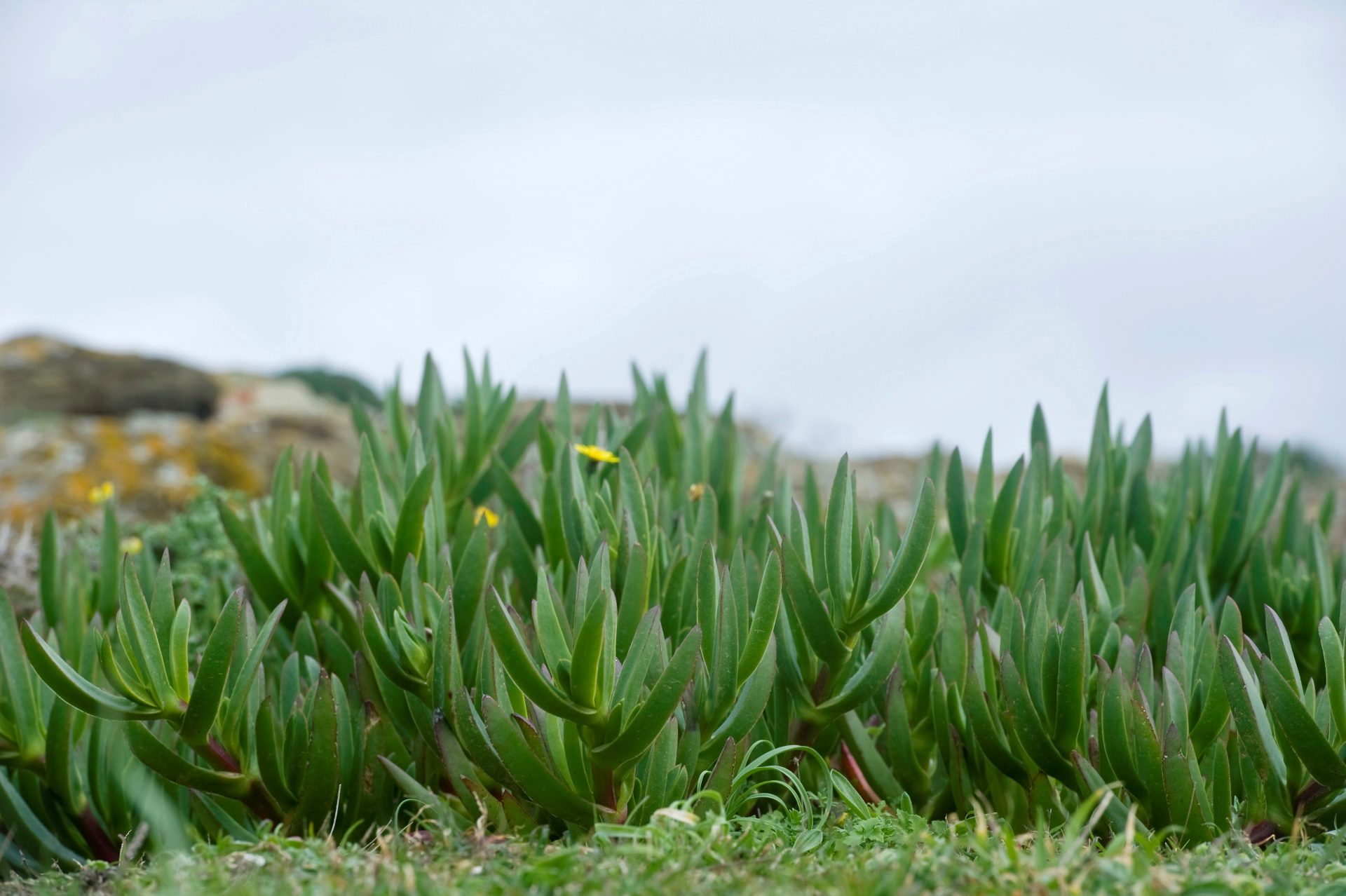 Las plantas invasoras cambian el mundo lentamente.