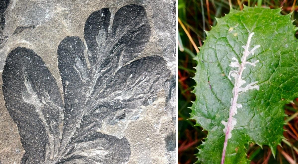La plaga de insectos más antigua del mundo está en estos fósiles.