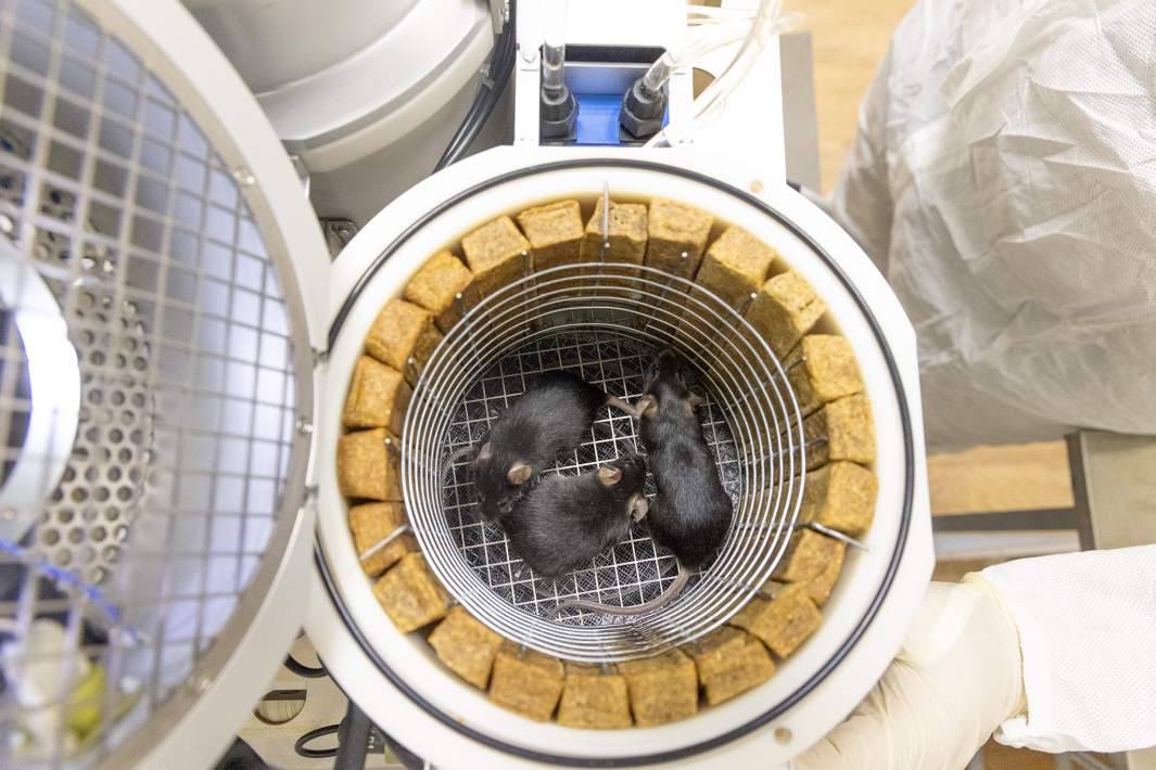 El arca de Noé en el espacio es un experimento ruso.