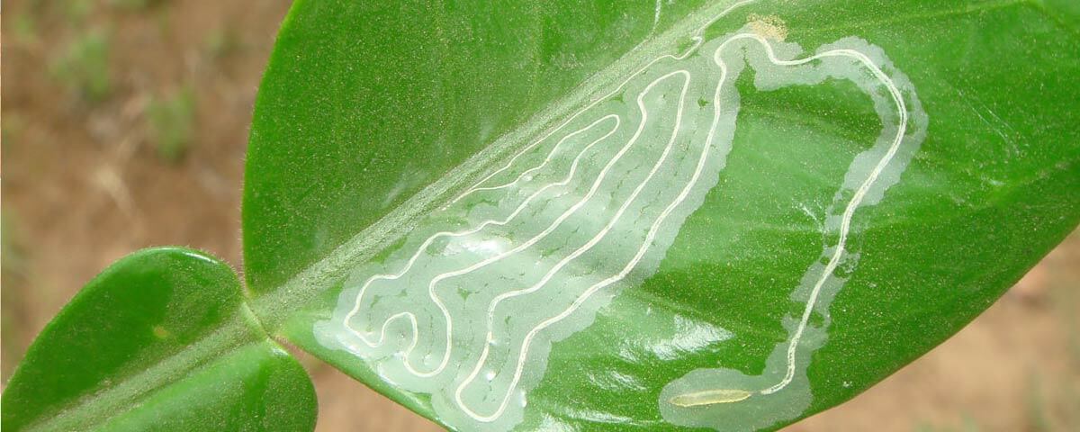 Esta estrategia les funciona muy bien a los insectos.
