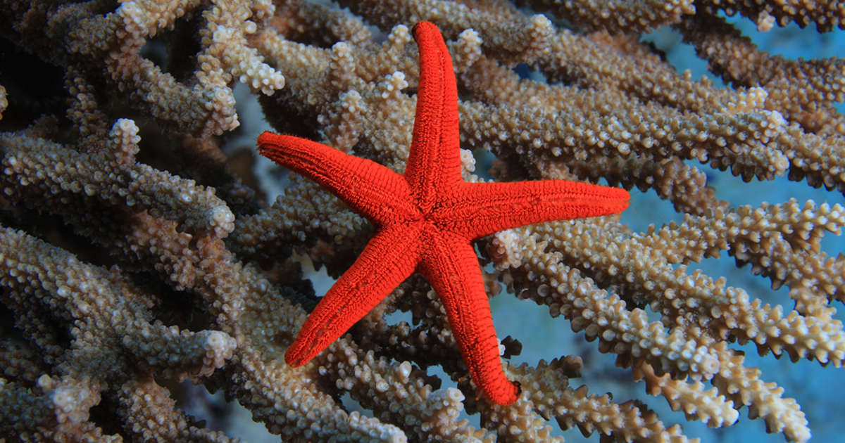 Las estrellas de mar desafían la naturaleza y sus patrones.