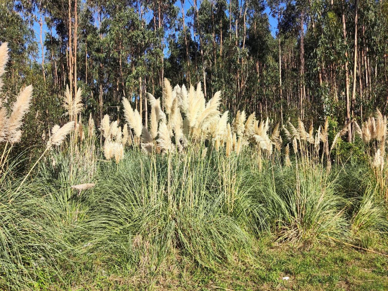 Las plantas invasoras cambian el mundo lentamente.