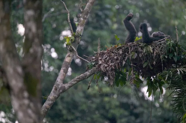 Los orangutanes aprenden de otros nidos para construir los suyos.