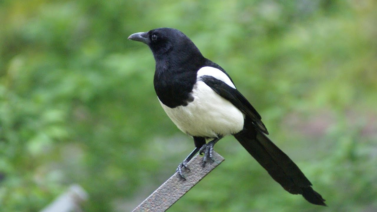 Se sabe de la gran inteligencia de estas aves.