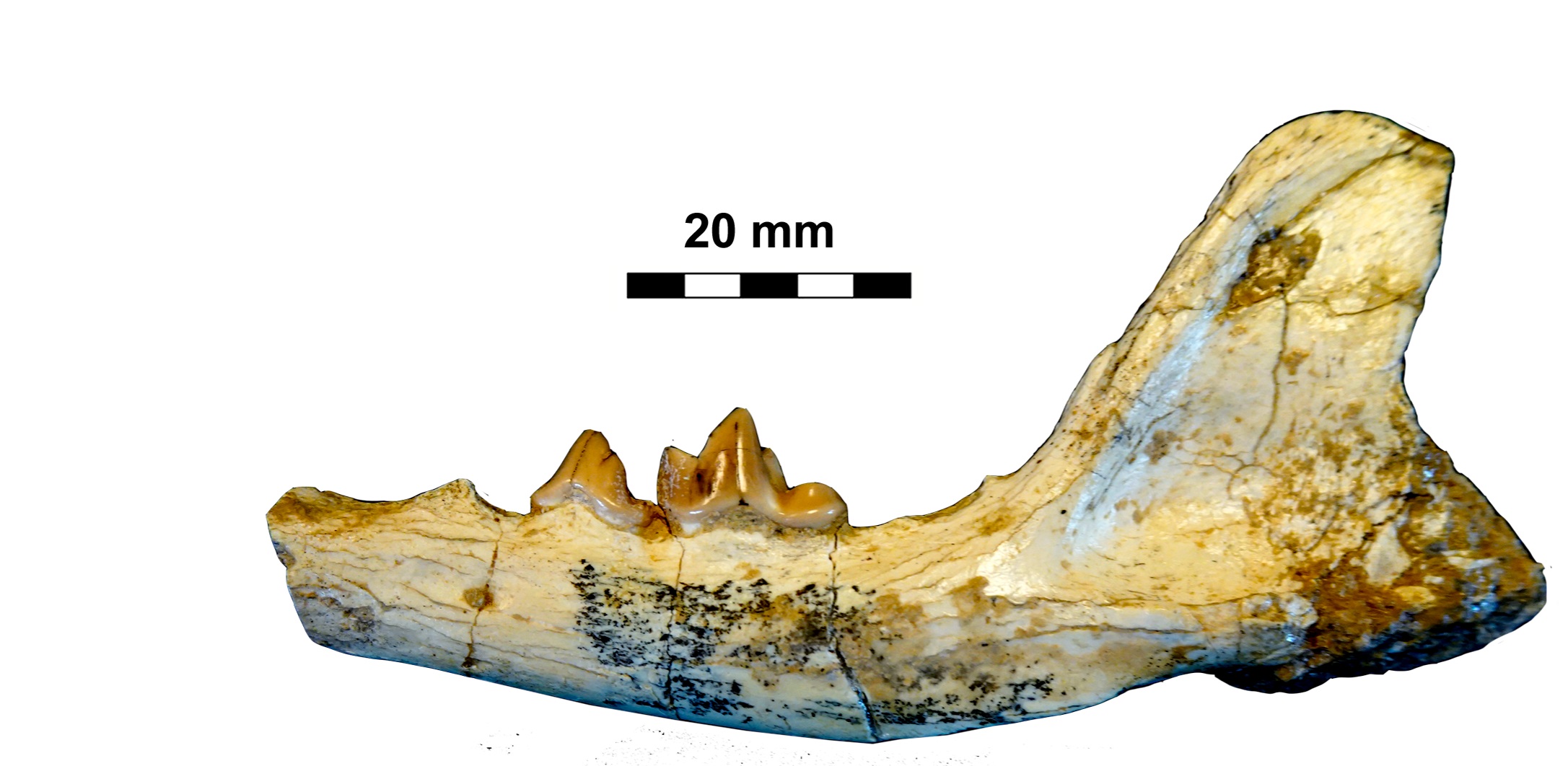 Estaban en Madrid hace 15 millones de años.