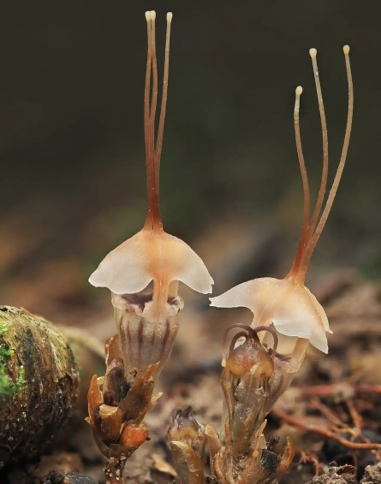 Las extraordinarias “linternas de hadas” son únicas en el mundo.