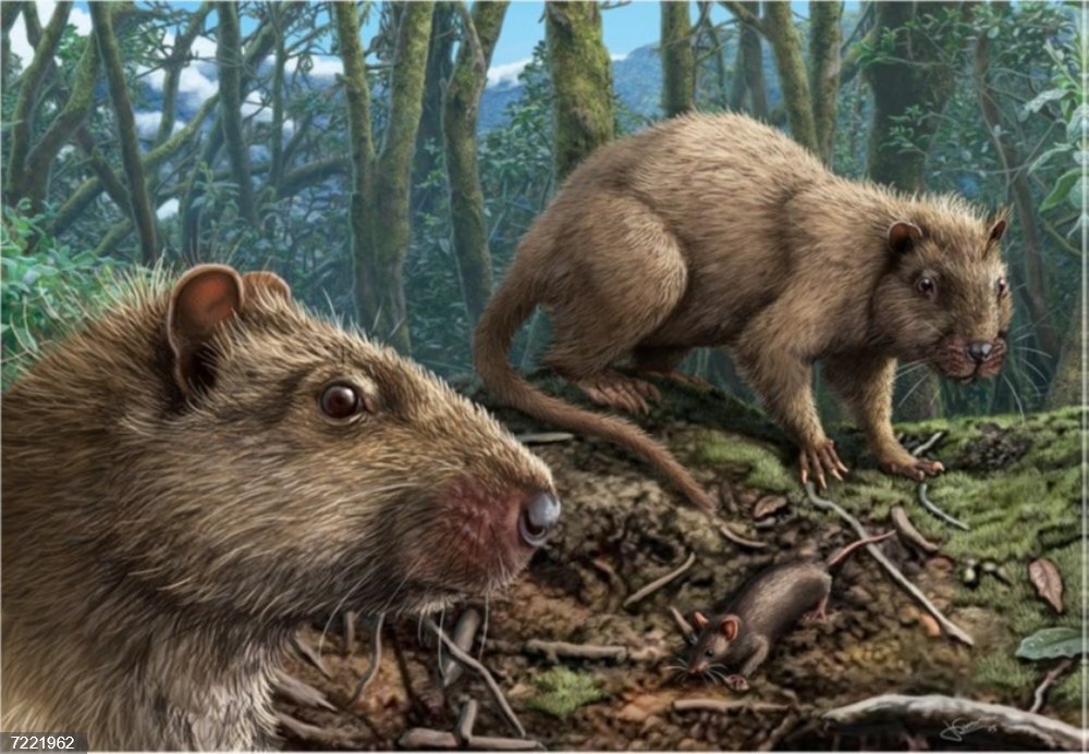 Las ratas gigantes de Canarias evolucionaron en base a la ausencia de amenazas.