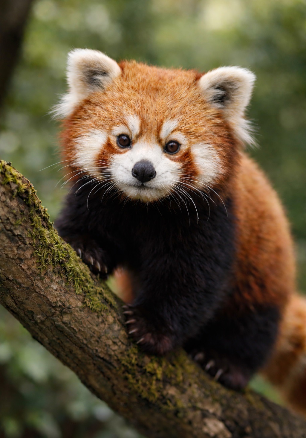 Los nuevos fósiles del panda rojo redefinen su historia.