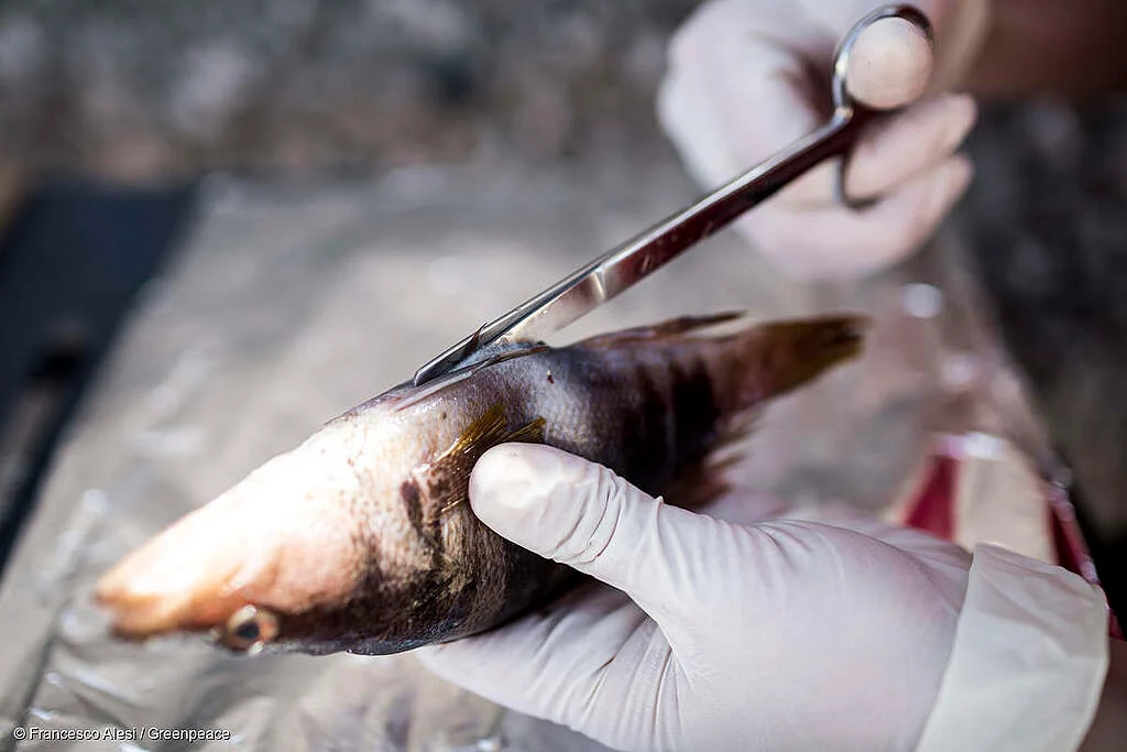 Un tercio de los peces tienen microplásticos en el Pacífico Sur.