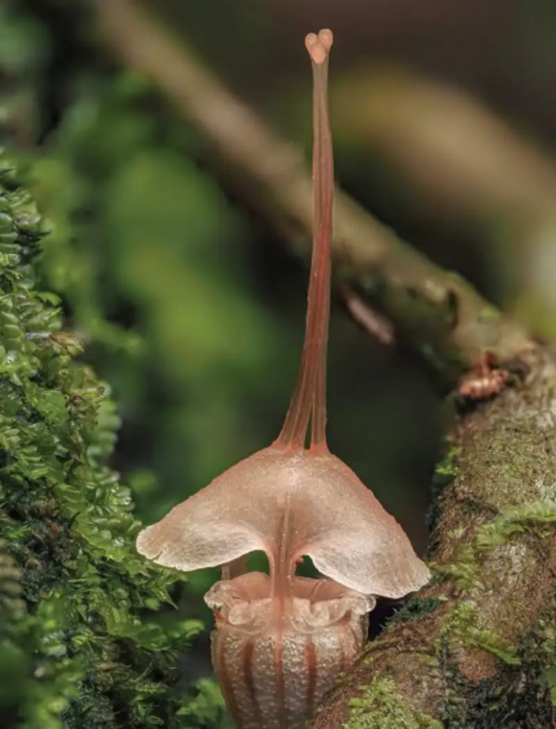 Apenas existe un puñado en el planeta.