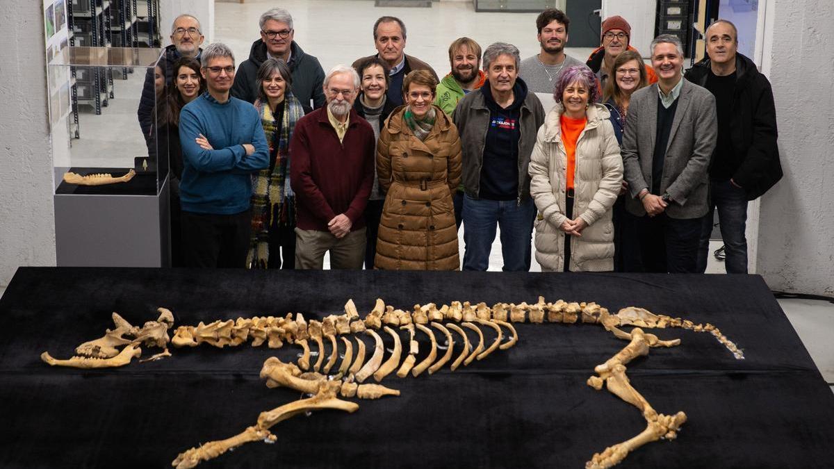 El milenario esqueleto de bisonte está en perfecto estado.