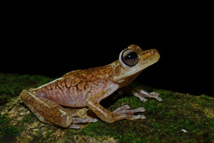 En la zona se han descubierto muchas nuevas especies.