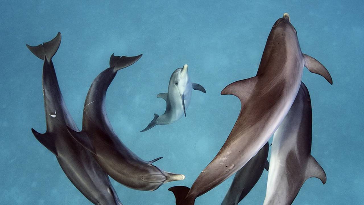 Esto podría causarles daños neurológicos.