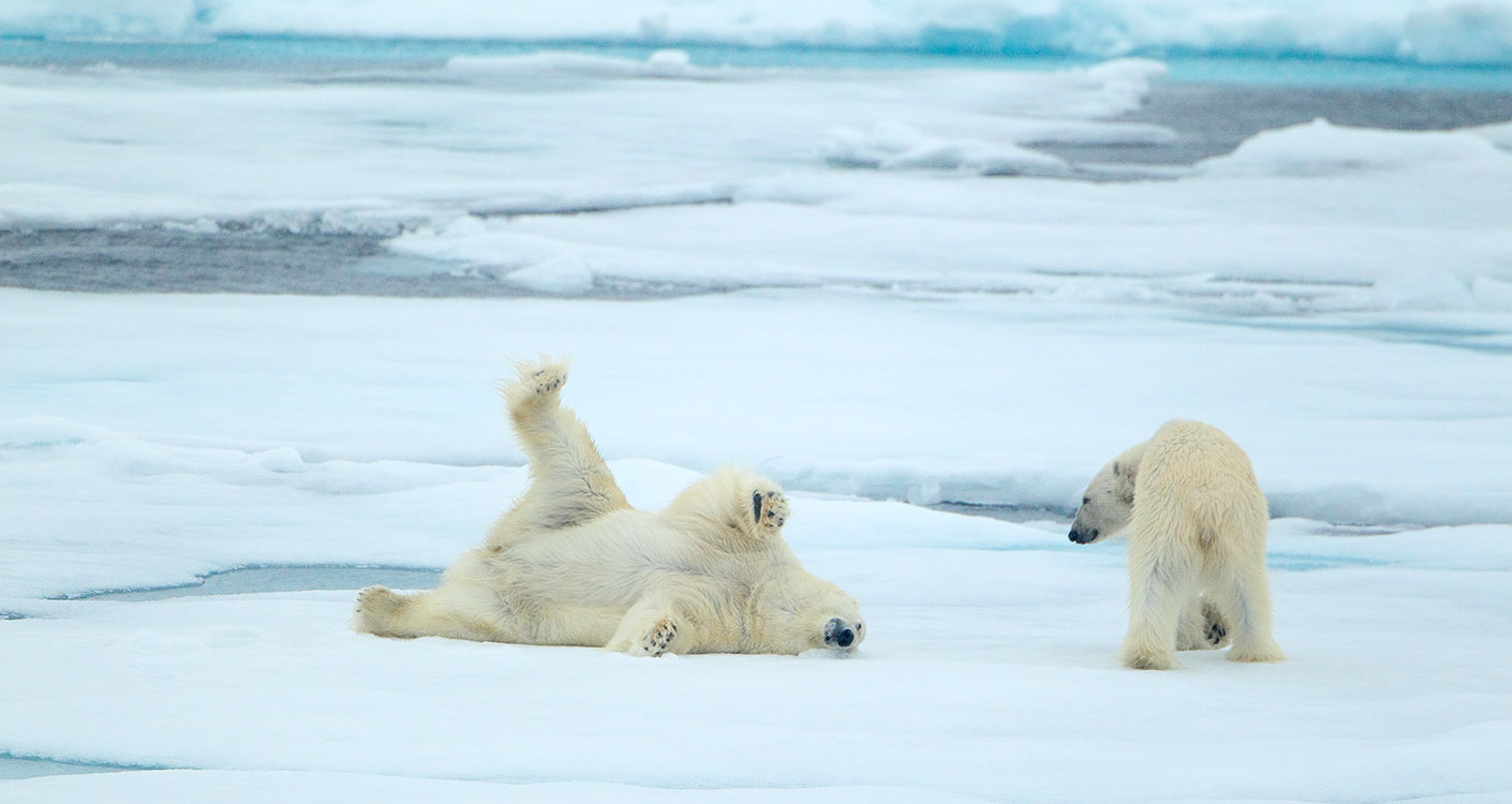 Los osos polares están engordando en Svalbard, Noruega.