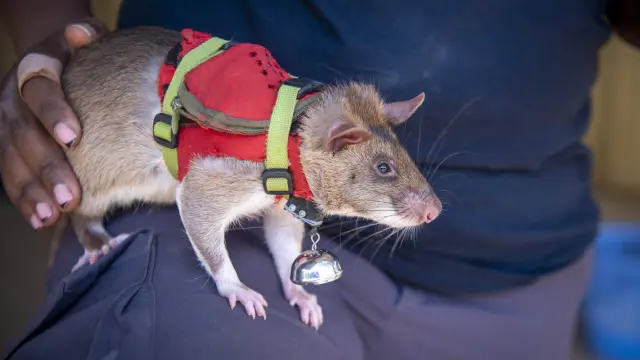 Los trabajos increíbles de los animales no pueden hacerlos ni los robots.