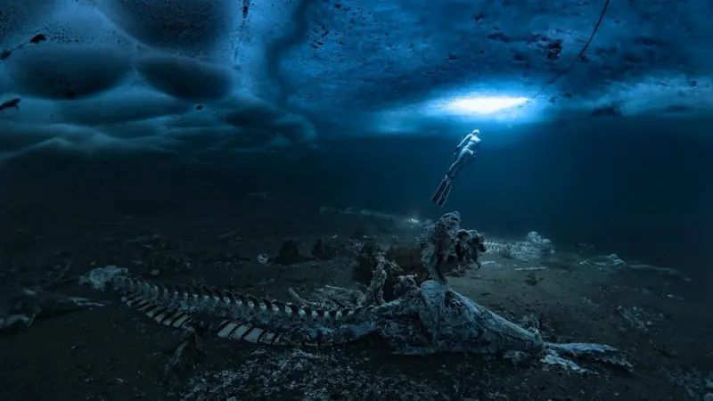 Un cementerio de ballenas bajo el mar fue fotografiado.