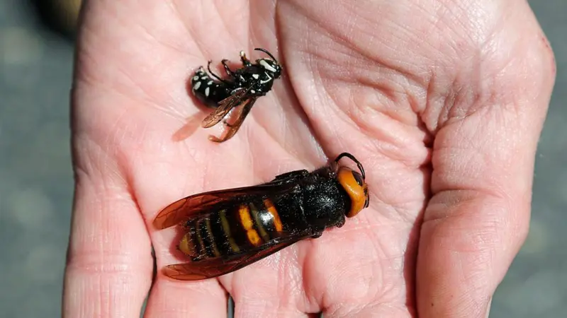 La picadura más dolorosa en un curioso debate.