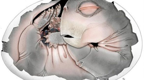 El primer huevo de un ancestro mamífero es magnífico.