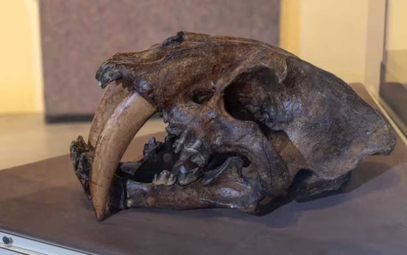 Cráneo de un tigre dientes de sable