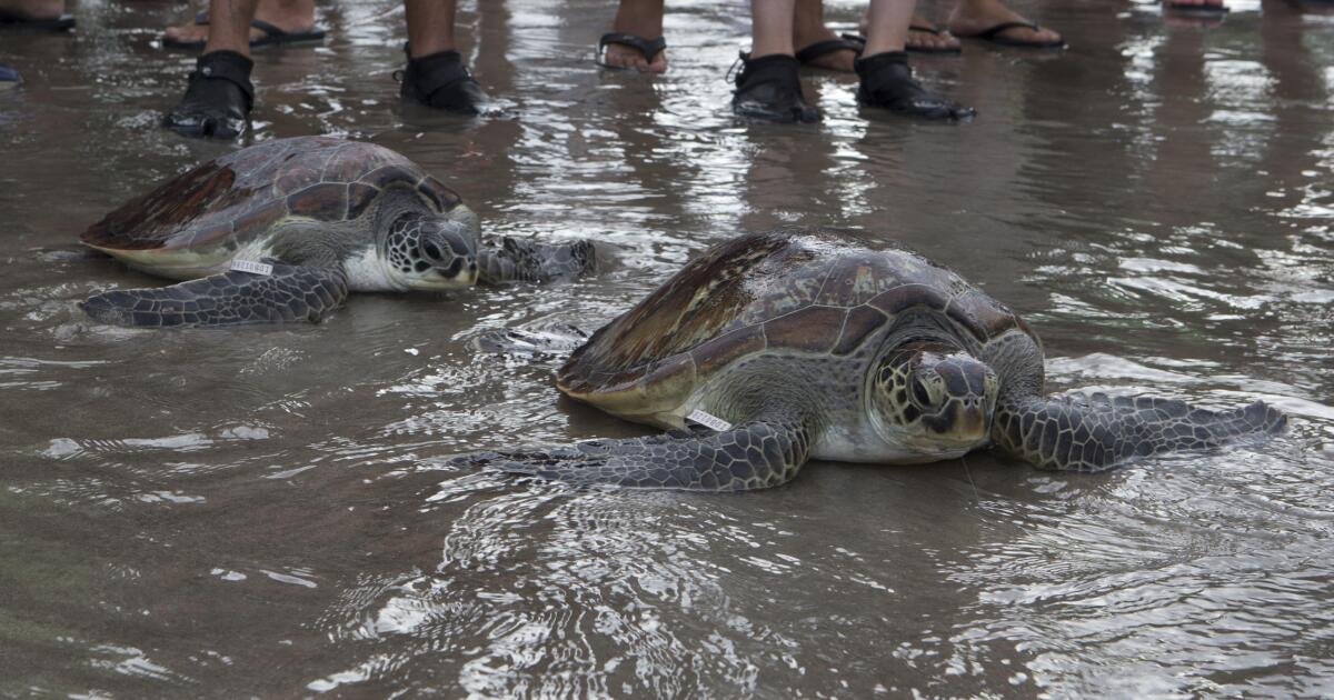 El calentamiento global acelera la evolución pero crea brechas importantes.