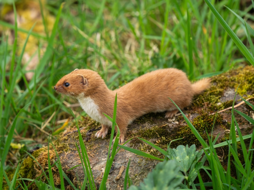 El verdadero origen de las comadrejas es tres millones de años antes de lo pensado.