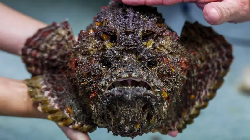 Hay otras especies marinas que también pican dolorosamente