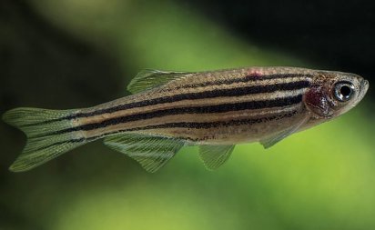 Las especies que no se adaptan rápido sufrirían las consecuencias.